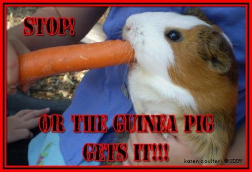 One of the Kinder Guinea Pigs.